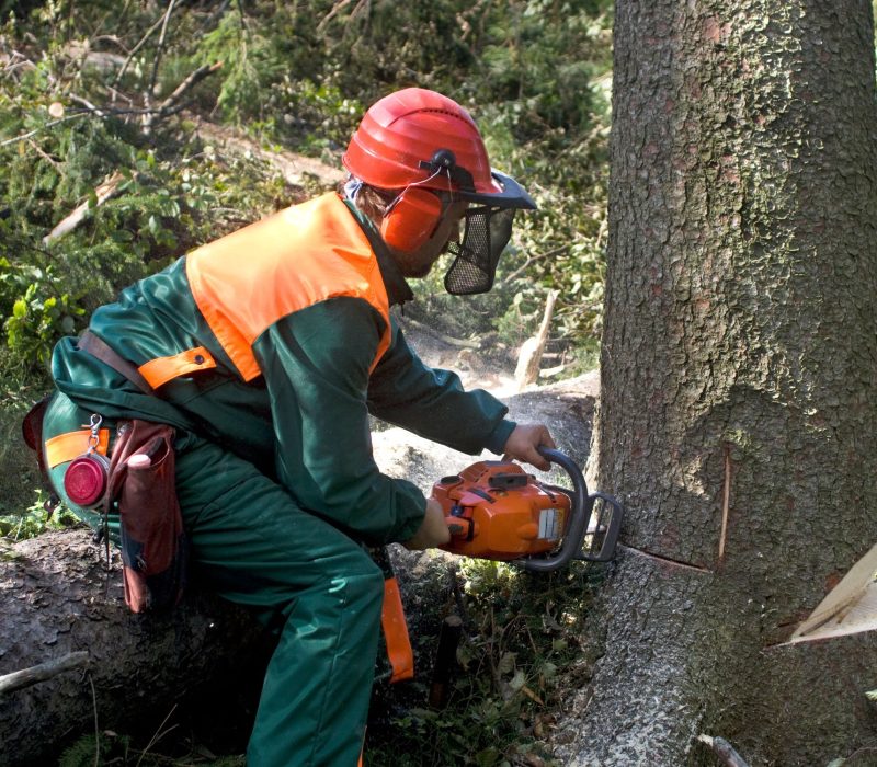 Tree Removal