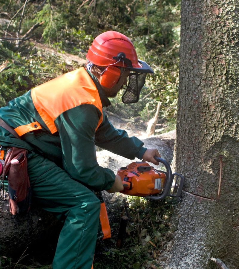 tree removal (4)