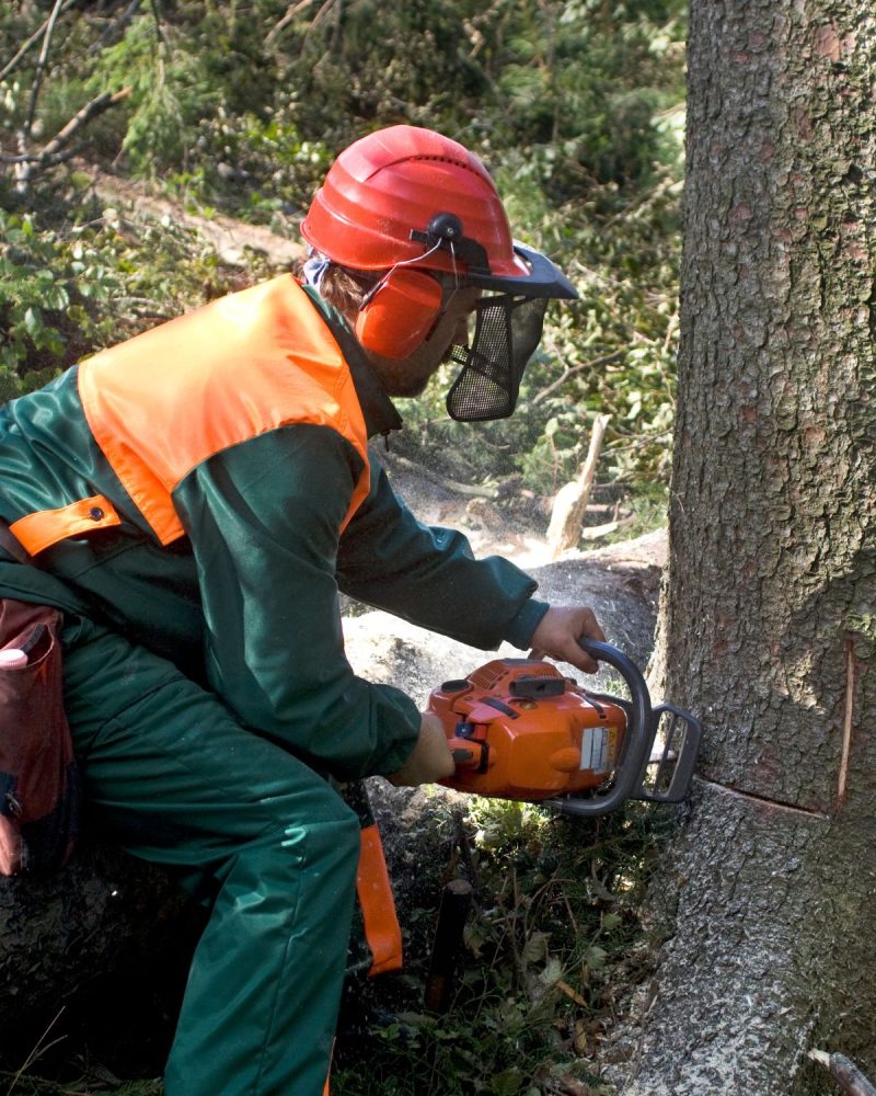 Tree Removal