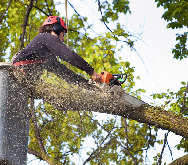 Tree Removal