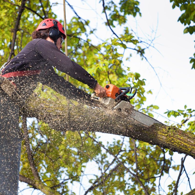 Tree Removal