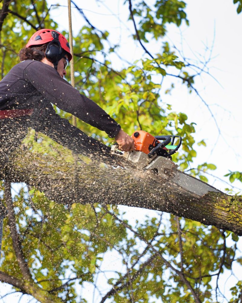 Tree Removal