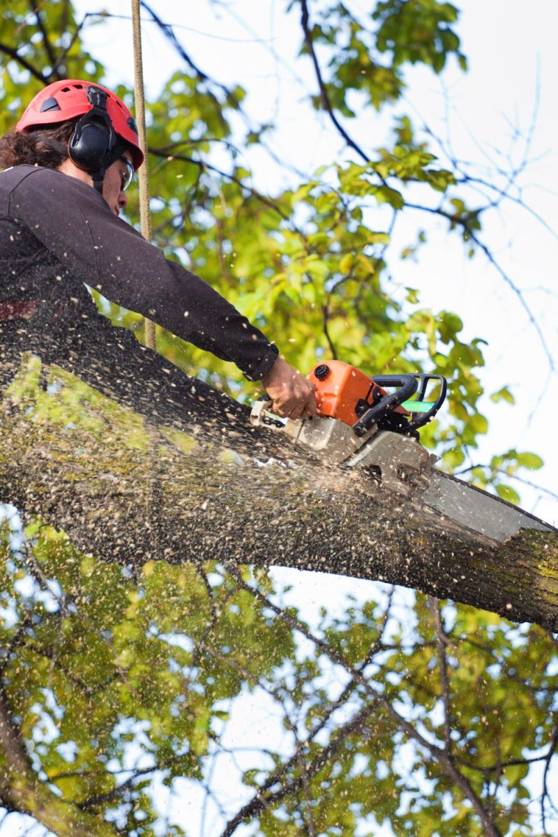 Tree Removal