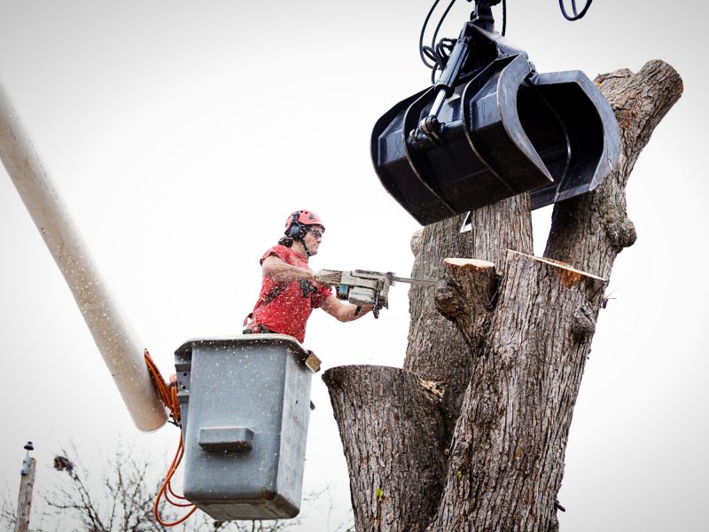 Tree Removal