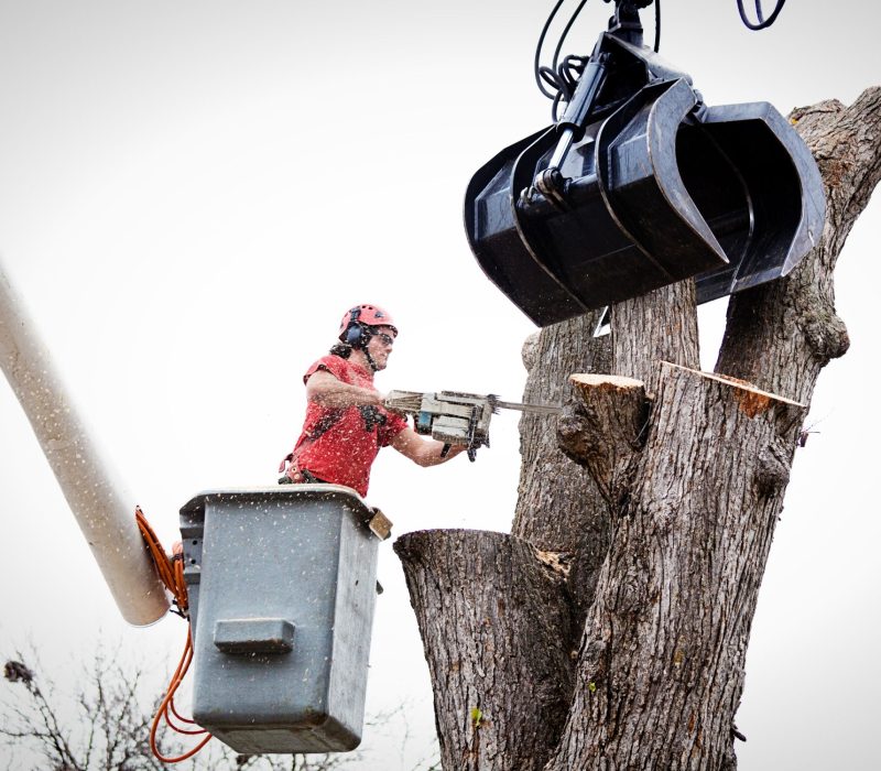 Tree Removal