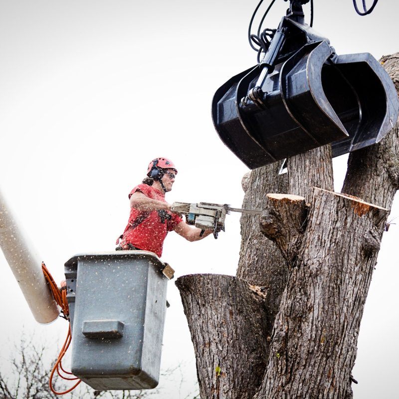 Tree Removal