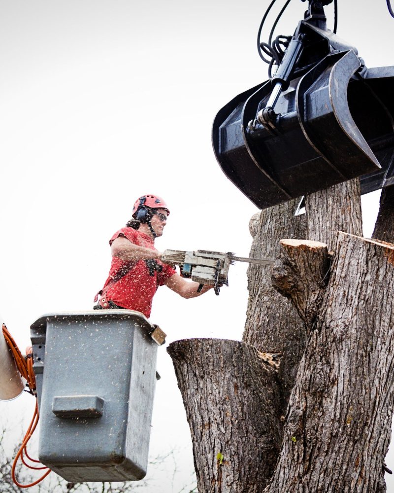 Tree Removal