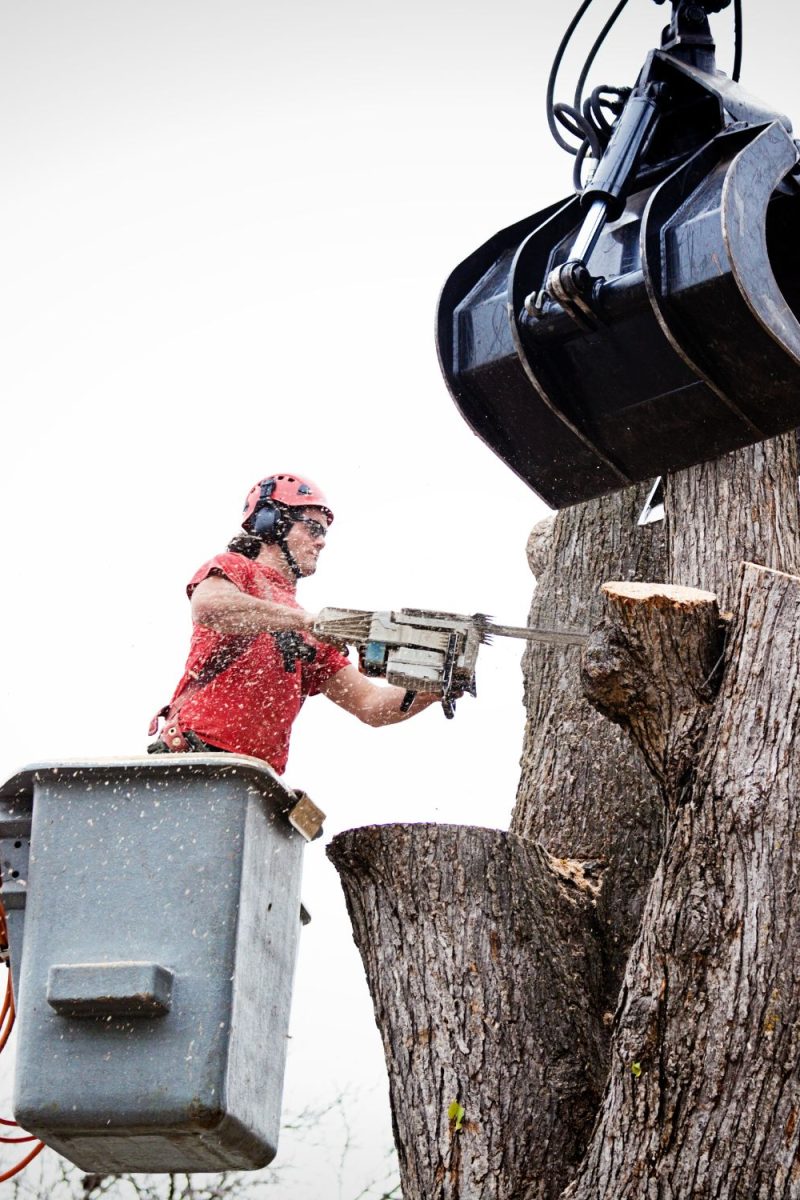 Tree Removal