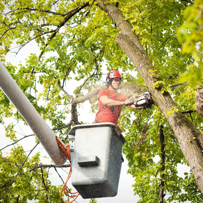 Tree Removal