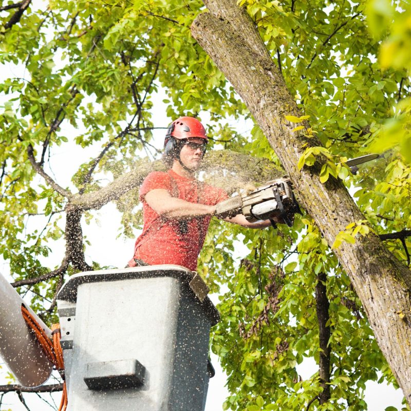 Tree Removal