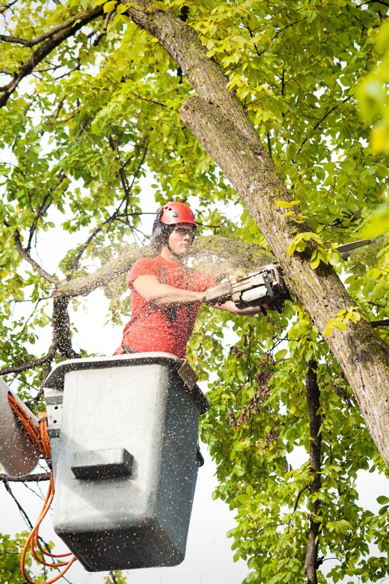 Tree Removal